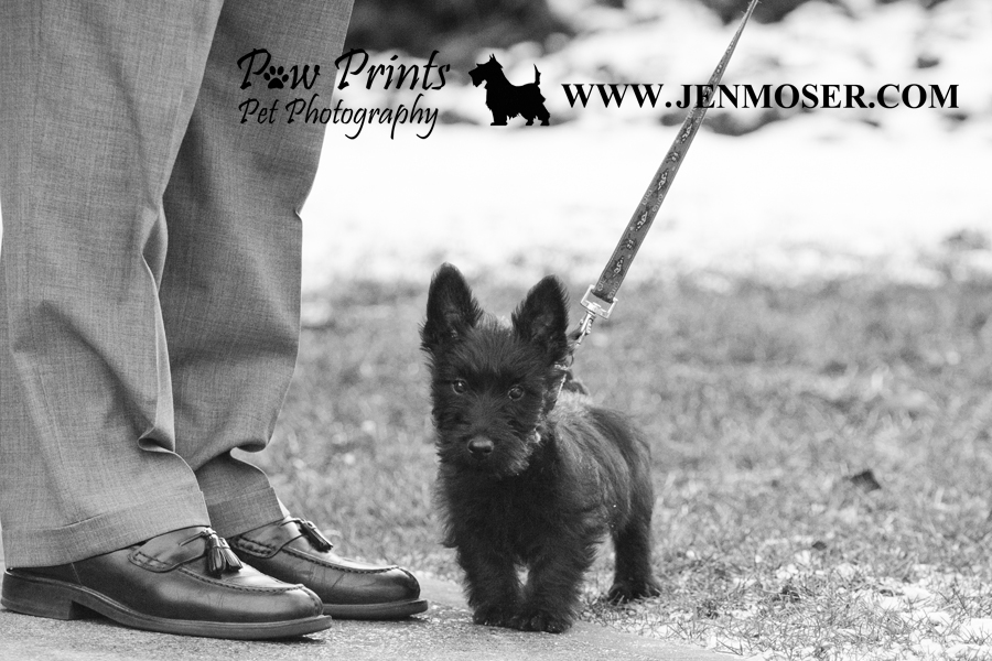 SCOTTIE PUPPY Barney » Paw Prints Pet Photography