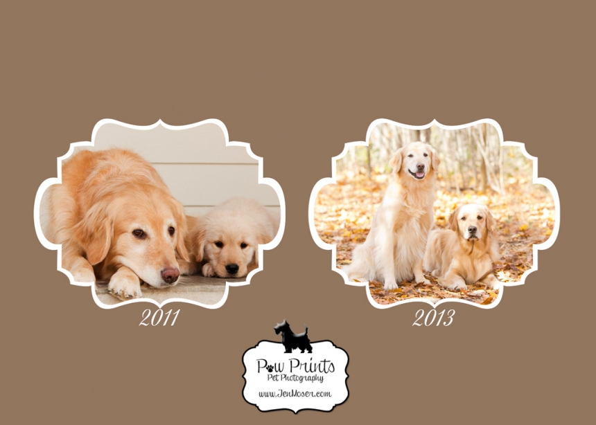  - Indiana-Pet-Photographer-Golden-Retrievers-In-Woods-In-The-Fall-Leaves-Matea-Park-Fort-Wayne-Indiana-Comparison-From-Puppy(pp_w860_h614)