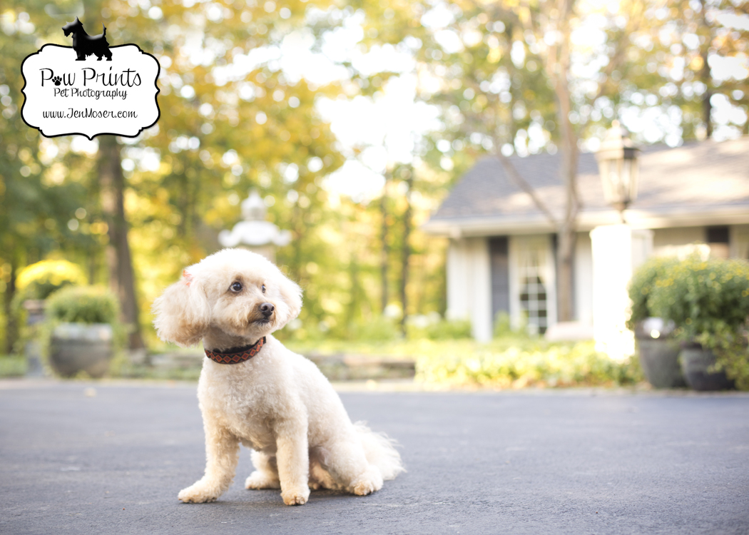 PawPrintsPetPhotography_IndianaPetPhotographer_SeniorDogGypsy_FaithfulFriendSession_DogOutside