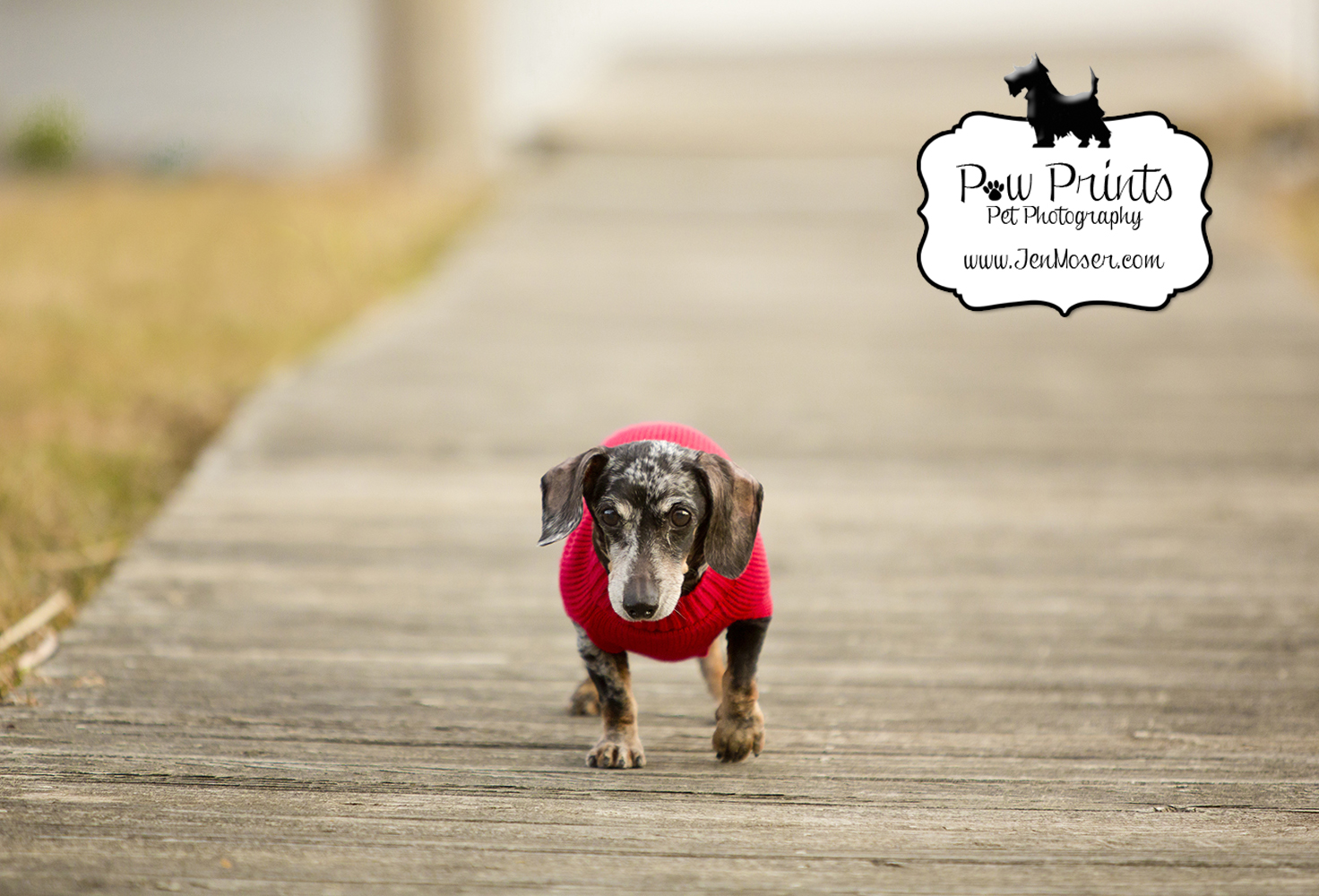 dachshund rescue indiana